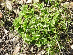 Trifolium subterraneum