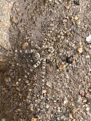 Hippasosa