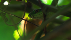 Philothamnus angolensis