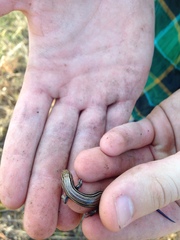 Plestiodon septentrionalis