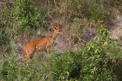 Tragelaphus scriptus bor