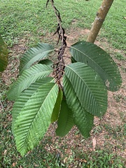 Dipterocarpus cornutus