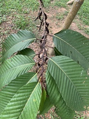 Dipterocarpus cornutus