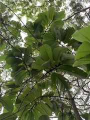 Dipterocarpus cornutus