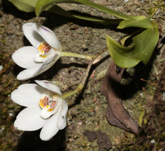 Sarcochilus falcatus