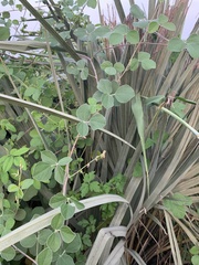 Rhynchosia minima prostrata