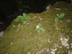 Hylotelephium maximum maximum