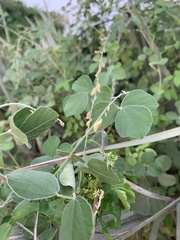 Rhynchosia minima prostrata