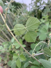 Rhynchosia minima prostrata