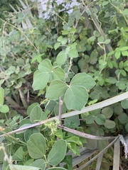 Rhynchosia minima prostrata