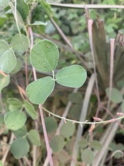 Rhynchosia minima prostrata