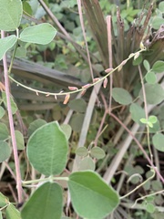Rhynchosia minima prostrata