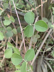Rhynchosia minima prostrata