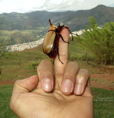 Golofa
