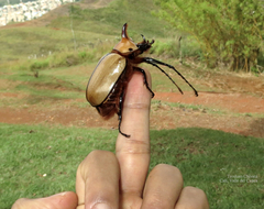 Golofa