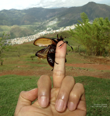 Golofa
