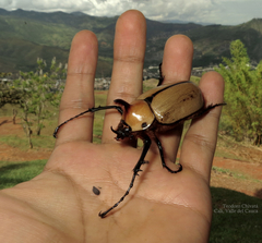 Golofa