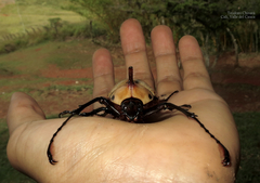 Golofa