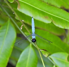 Brachydiplax duivenbodei