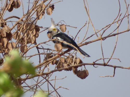 White-crested Helmetshrike