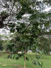 Dipterocarpus cornutus
