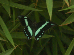 Papilio nireus