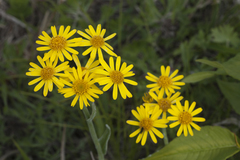 Tephroseris subscaposa