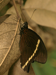 Papilio nireus