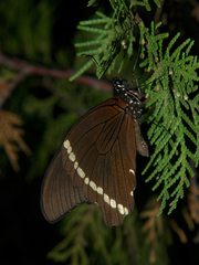 Papilio nireus