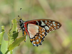 Graphium angolanus
