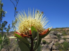 Leiocephalae
