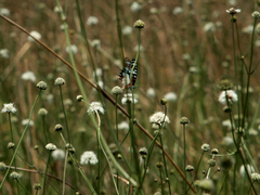 Graphium angolanus