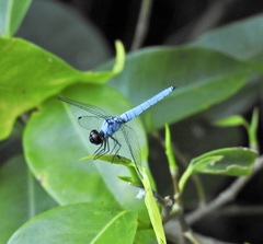 Brachydiplax duivenbodei