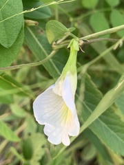 Clitoria ternatea ternatea