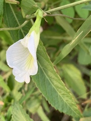 Clitoria ternatea ternatea