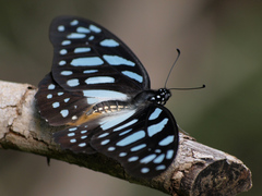 Graphium leonidas leonidas