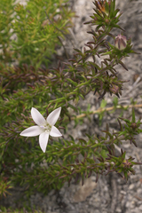 Wahlenbergia calcarea