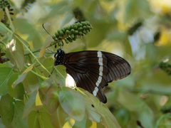 Papilio nireus
