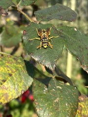 Polistes dominula