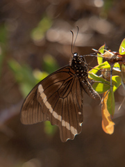 Papilio nireus