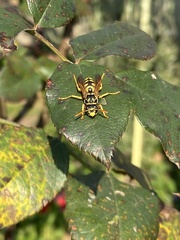 Polistes dominula