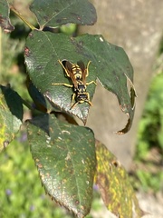 Polistes dominula