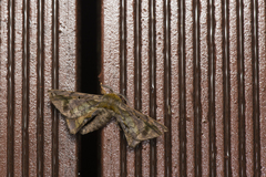 Prismosticta fenestrata