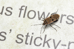 Physopelta quadriguttata