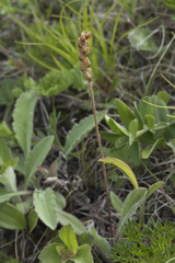 Plantago camtschatica