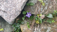 Vinca difformis