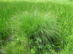 Carex cespitosa