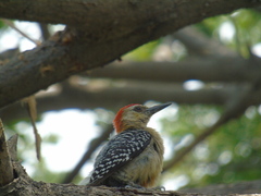 Melanerpes rubricapillus