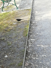 Turdus merula