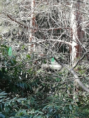 Passer domesticus